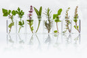 Culinary Seeds