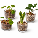 Five small glass containers with plants on a white background