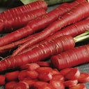 CARROT Seeds, Atomic Red