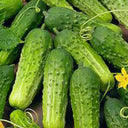 CUCUMBER Seeds, National Pickling