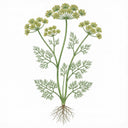 DILL Seeds, Bouquet