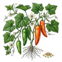 HOT PEPPER Seeds, Anaheim Chili