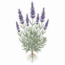 LAVENDER Seeds, Vera