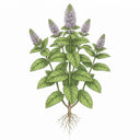 SPEARMINT (Mint) Seeds