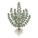 THYME Seeds