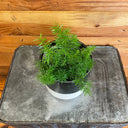 Asparagus Meyeri Foxtail Fern, 4" Plant