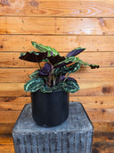 Calathea Medallion, 6" Plant
