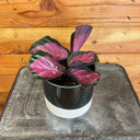 Calathea Roseopicta Rosy, 4" Plant