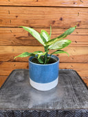 Dieffenbachia Camille, 4" Plant