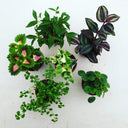 Foliage Gift Box, 2 Pack Cat/Dog Friendly