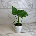 Monstera Deliciosa Split Leaf, 4" Plant