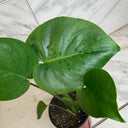 Monstera Deliciosa Split Leaf, 4" Plant