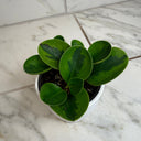 Peperomia Obtusifolia Lemon Lime, 4" Plant