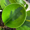 Peperomia Obtusifolia Lemon Lime, 4" Plant