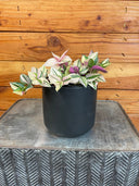 Tradescantia Tricolor, 4" Plant